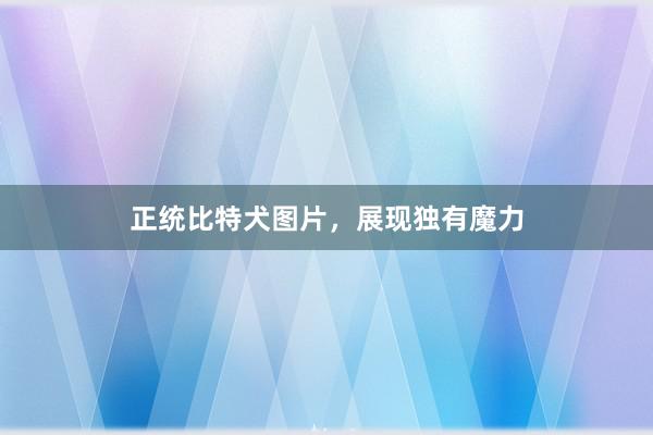 正统比特犬图片，展现独有魔力